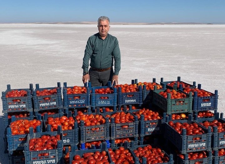  Tuz Gölü Üstünde Domates Kurusunun İlk Mahsulünü Aldık